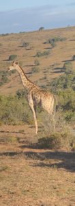 Gillingham CPA Giraffe